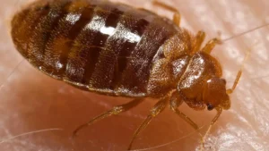 Percevejo de cama adulto (Cimex lectularius) visto de perto